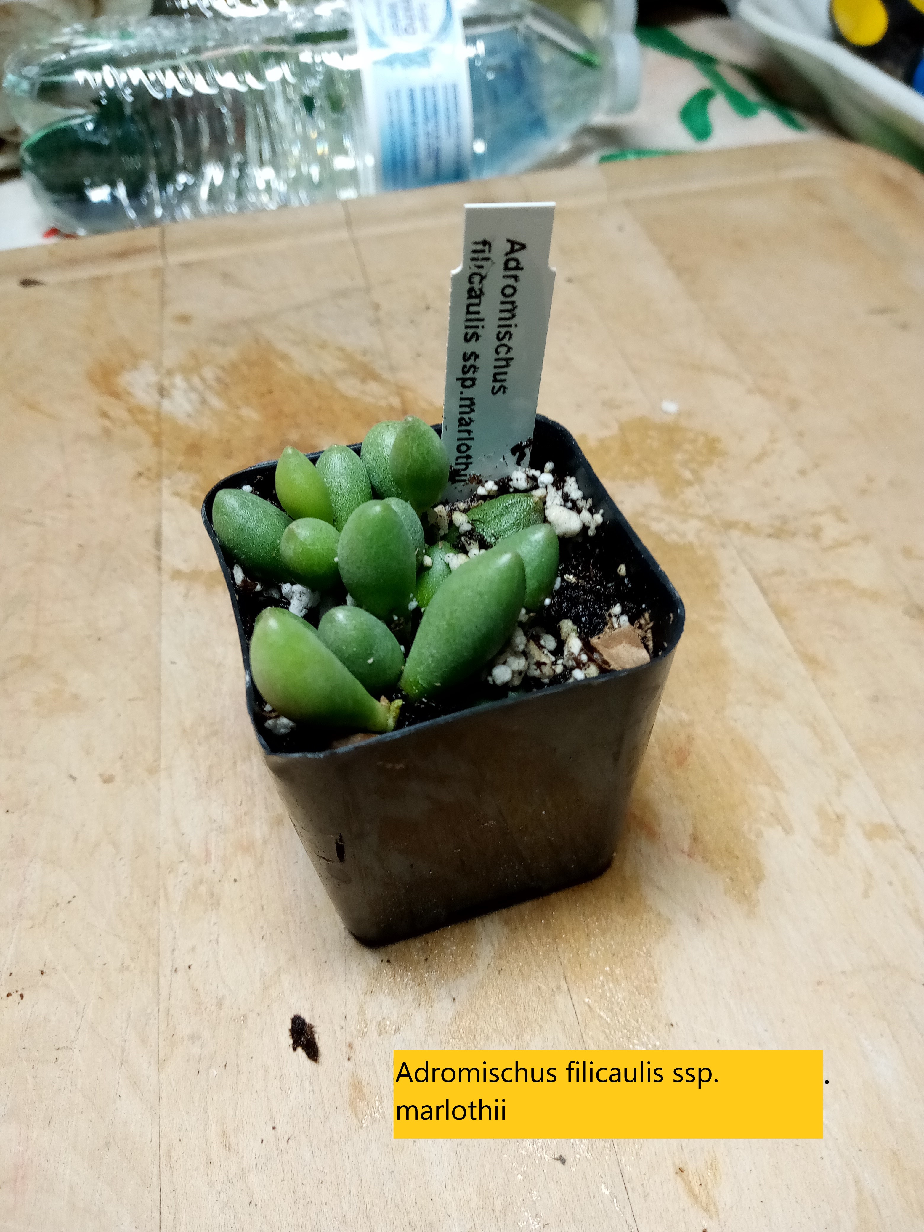 Adromischus filicaulis ssp. marlothii.jpg